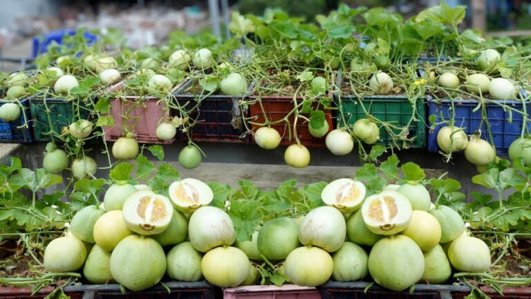 5 sposobów na uprawę słodkich melonów bez wydawania pieniędzy