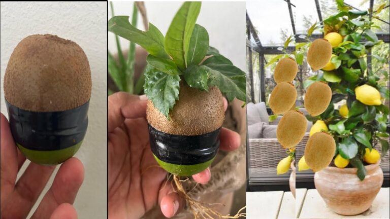 5 łatwych sposobów na uprawę kiwi i cytryny z miodem i imbirem!