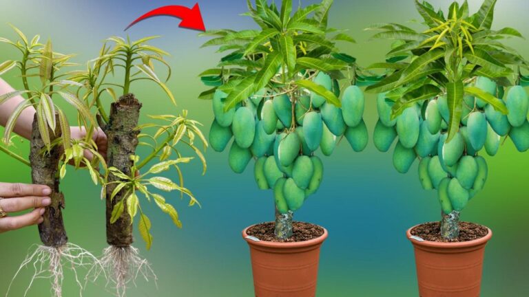 7 sprawdzonych sposobów na szybkie i duże mango w domowym ogrodzie