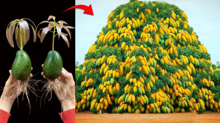 9 kroków do skutecznego szczepienia drzewa mango z owoców mangowca!