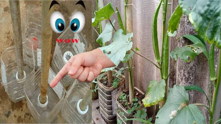 5 skutecznych sposobów, jak łatwo uprawiać okrę w domu!