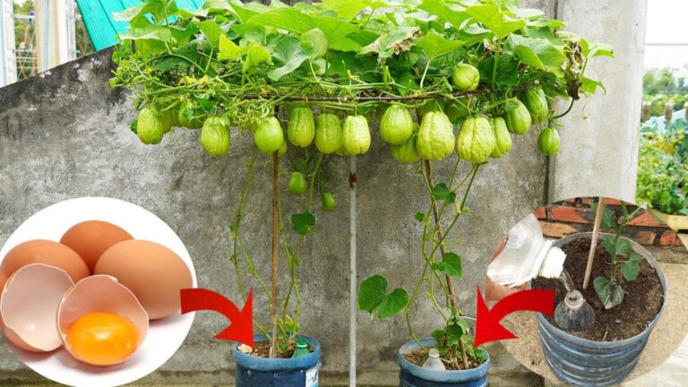 5 kroków, jak łatwo hodować chayote w pojemnikach i cieszyć się owocami!