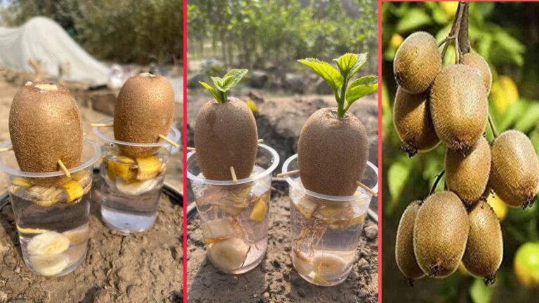 5 prostych sposobów na uprawę kiwi z bananami w ogrodzie organicznym