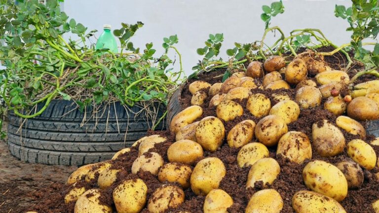 Jak wyhodować 20 kg ziemniaków w oponach: innowacyjny sposób na plon!